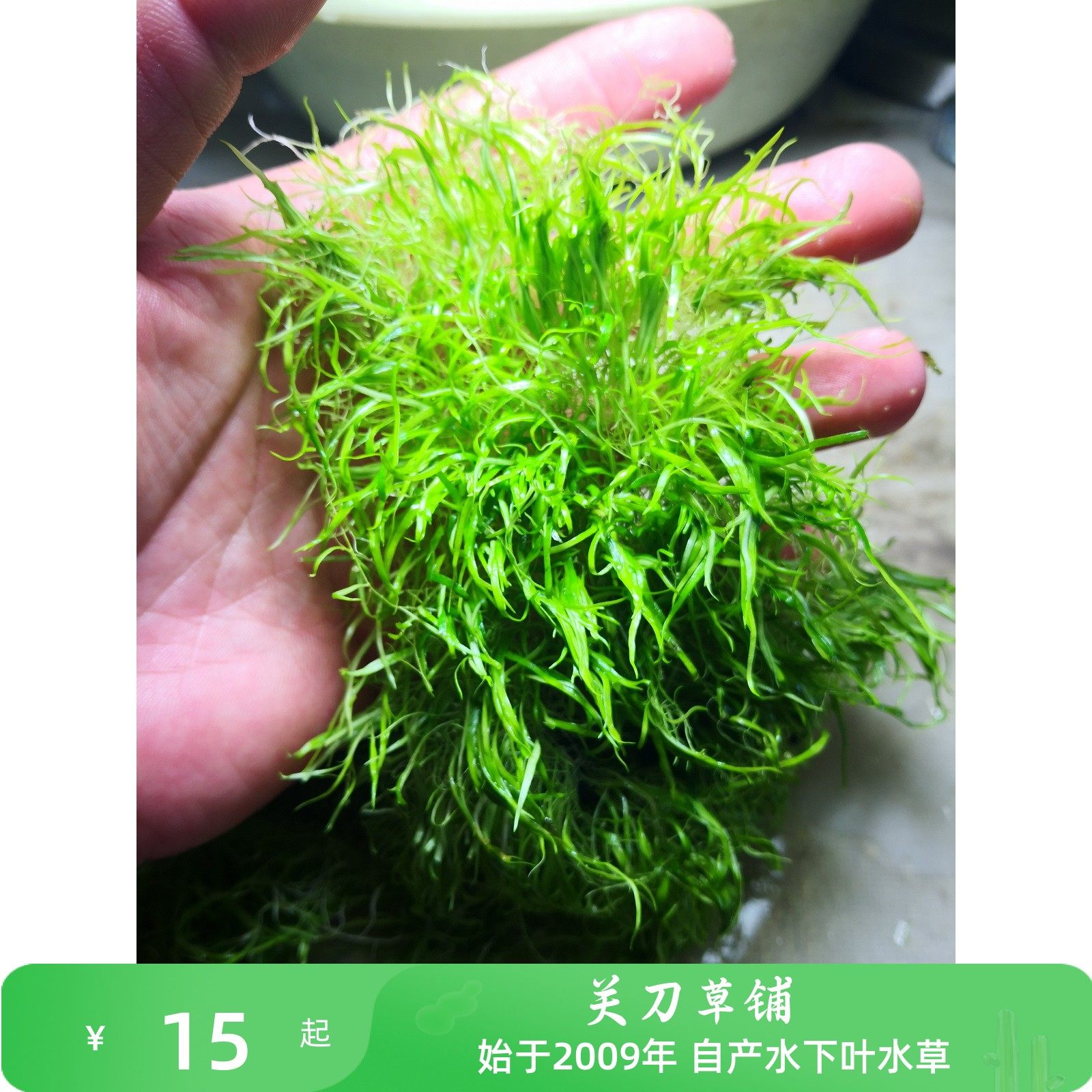 前景草水下叶水草关刀草铺水下叶