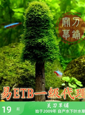 美易 ETB 圣诞树 莫斯树 鱼缸水草缸水晶虾缸莫丝造景