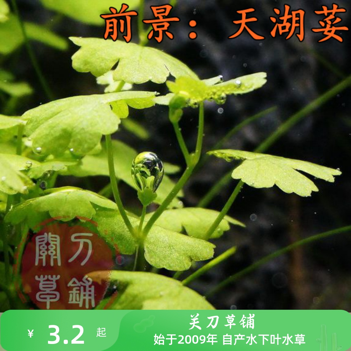 水下叶关刀草铺水草造景ADA