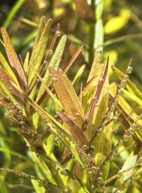 绿宫廷【关刀草铺】水草草房 自养自家水中叶 ADA水族造景后景草