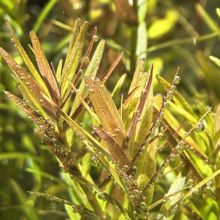 绿宫廷【关刀草铺】水草草房 自养自家水中叶 ADA水族造景后景草