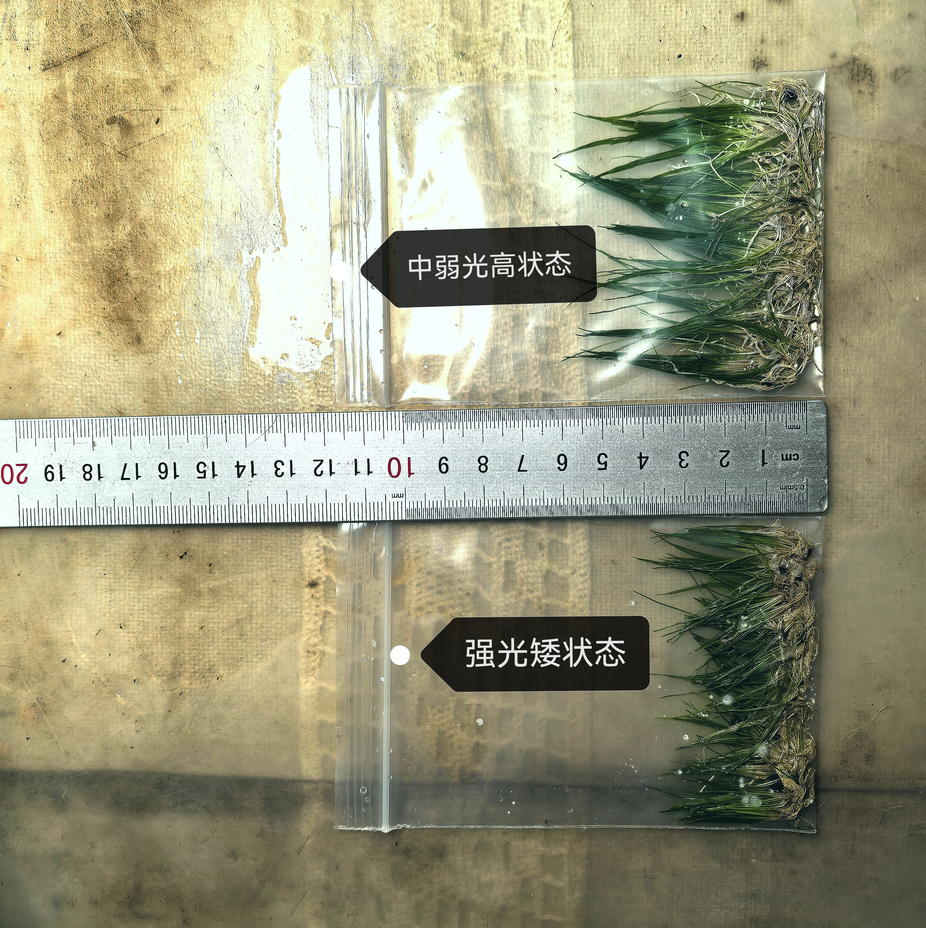 迷你牛毛水下叶水草前景草关刀