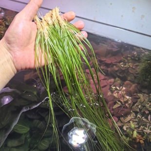 线叶谷精 1株细叶古精 关刀草铺水下叶水草ADA造景经典后景水族
