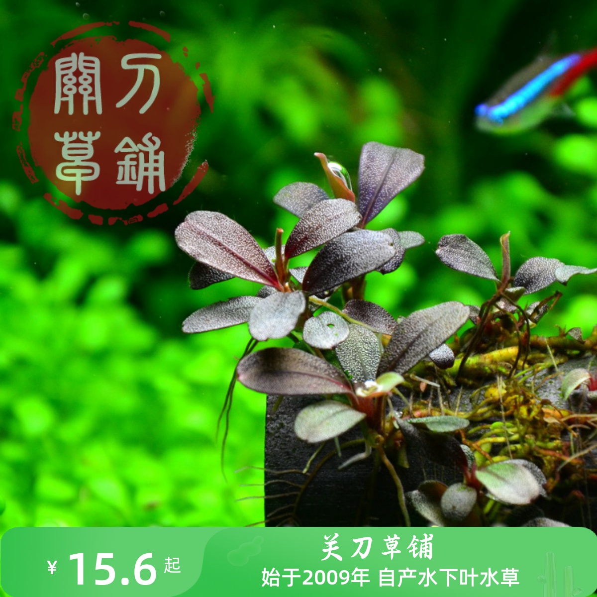 布朗尼海关刀草铺自产水水草