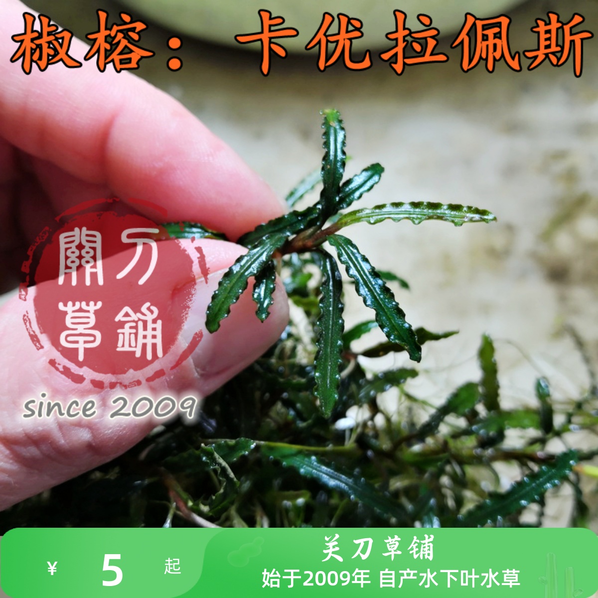 卡优辣椒榕水草关刀草铺水下叶
