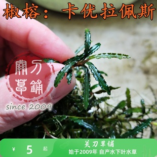 卡优拉佩斯1株包邮椒榕 拉匹斯水草水下叶辣椒蓉褶皱针叶关刀草铺