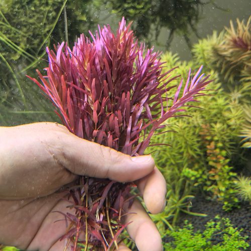 丹麦血红宫廷关刀草铺水下叶草房