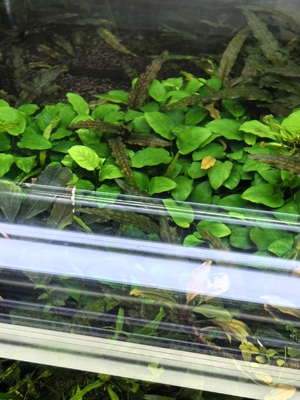 小水榕1棵水下叶自养水草造景阴性草不需co2鱼缸水晶虾缸原生缸