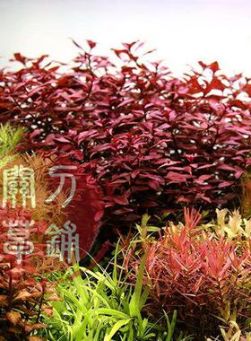 紫红丁香 十五年关刀草铺 自产水下叶 ADA造景水族水草后景丁香