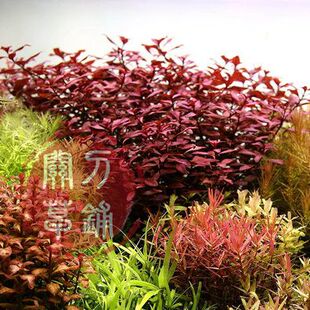 紫红丁香 十五年关刀草铺 自产水下叶 ADA造景水族水草后景丁香