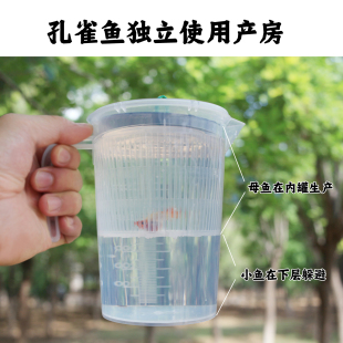 孔雀鱼独立外置繁殖杯生小鱼隔离盒产房单独分离母鱼保护生小鱼苗