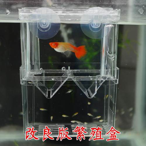 孔雀鱼繁殖盒鱼缸小鱼热带鱼幼鱼