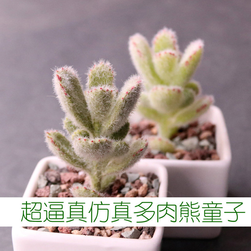熊童子仿真多肉植物熊爪熊掌绿熊厚叶假多肉花绿植墙摆件装饰材料