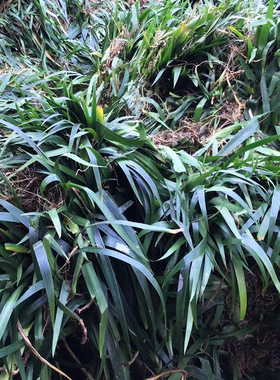 四川户外植绿化植物销售工程苗木扁竹根园林绿化苗木销售地被植物