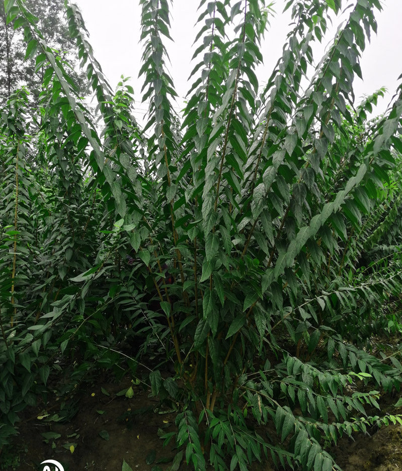 成都户外苗木销售腊梅花花园阳台室外开花植物工程苗木销售好养