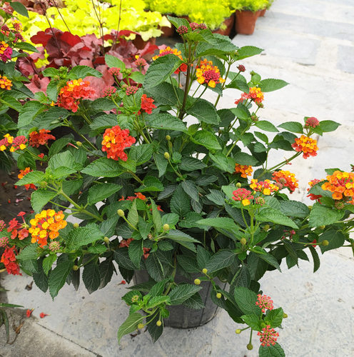 成都绿化五色梅开花植物好养