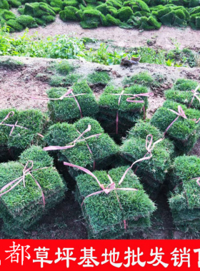 草皮草坪带泥土台湾二号百慕大果岭草庭院绿化工程四季常青真草坪