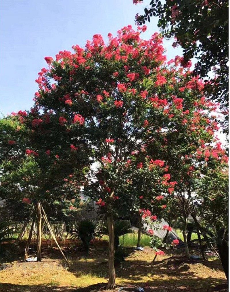 户外庭院植物高杆大红紫薇花大树工程绿化景观苗木行道树开花绿植
