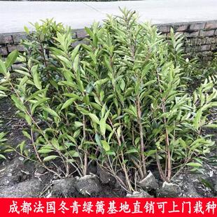 户外庭院植物法国冬青珊瑚树绿篱围栏植物花园绿化工程苗木树常绿