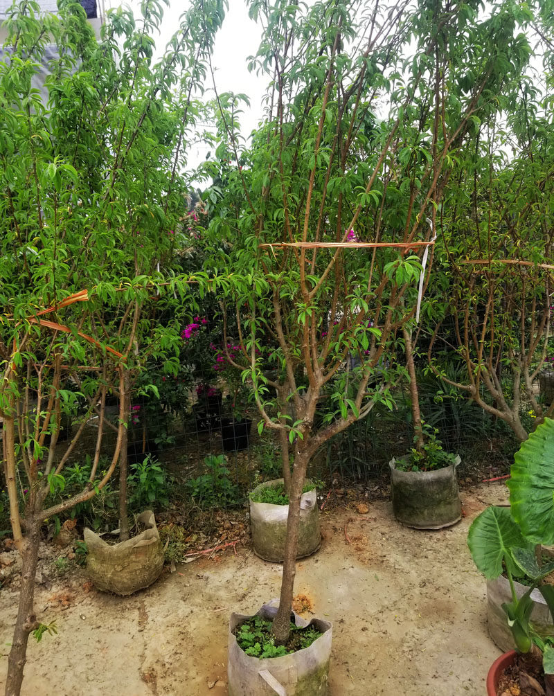 成都户外植物果树李子树青脆李李子花园阳台楼顶栽种树木好养结果