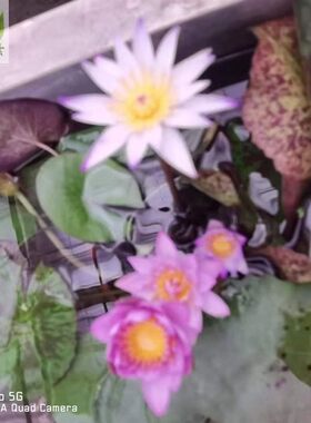 水生植物水莲花水生植物鱼池四季