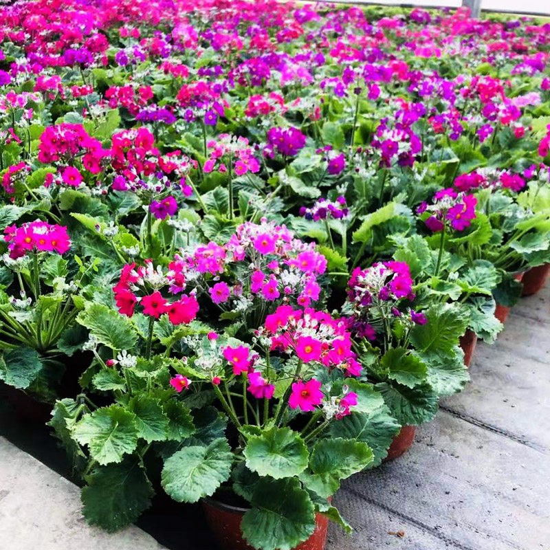 成都园林绿化苗木销售大花樱草户外草花四季开花苗木销售四季草花