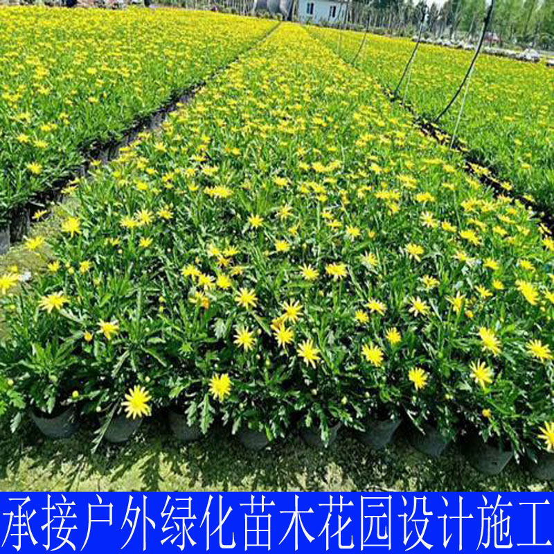 绿化苗木多年生四季开花地被植物