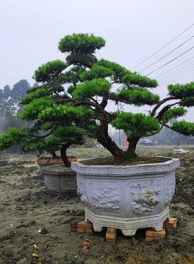 成都罗汉松盆景好养庭院