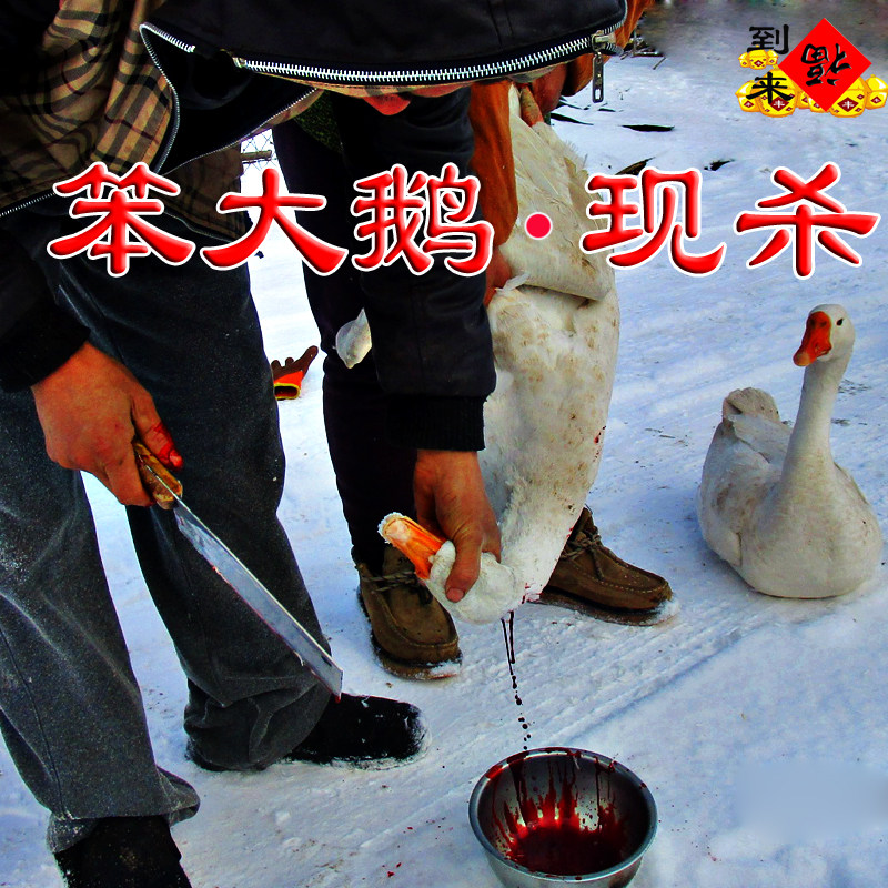 铁锅炖大鹅东北大鹅现杀现发