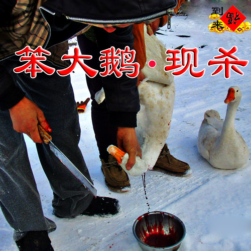 铁锅炖大鹅东北大鹅现杀现发