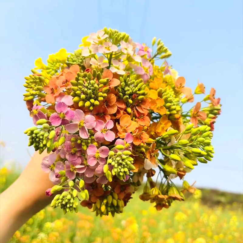 彩色油菜花种籽子七彩油菜籽耐寒室外庭院景观观赏花海花草高产