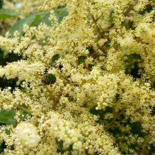盐肤木籽果果盐五倍子 招蜜蜂树 黄瓤树 欺树 蜜源植物