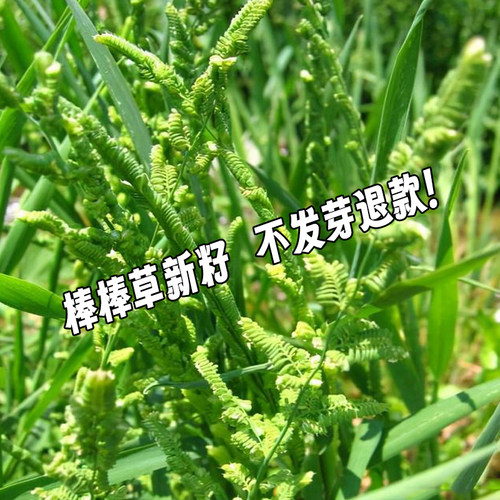 棒棒草籽种子菵草籽水稗子苦梗草耐湿棒头草鱼虾蟹养殖水草牧草籽