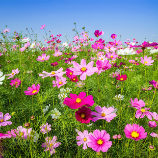 波斯菊花籽格桑花花种籽子秋英七彩观赏庭院阳台四季播种易活种孑