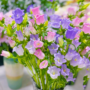 风铃草花种子风铃花宿根庭院四季播易活室内外阳台盆栽耐旱花籽