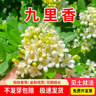 九里香种子芸香万里香过山香花圃花种籽孑盆栽花香浓郁盆景千里香