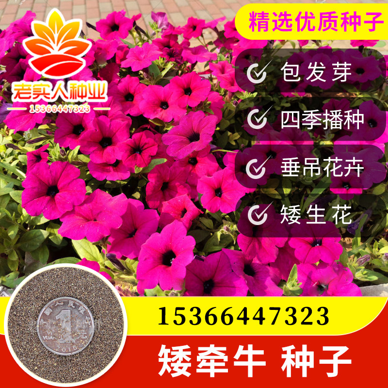 垂吊矮牵牛种子 碧冬茄 四季 春播 花种子 室内阳台盆栽易种 花籽