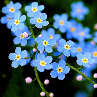 蓝色勿忘草种子四季开花新手易种花籽宿根多年生勿忘我阳台盆栽花