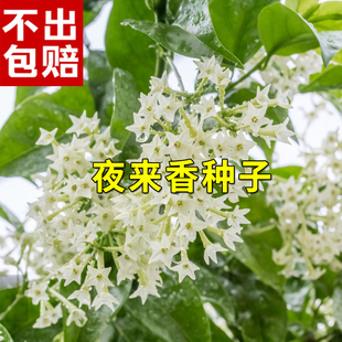 夜来香种子驱蚊香草药材月苋草种子四季播种易活多年生香草种子