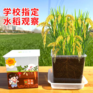 水稻种子水培盆栽种子可结果学生观察植物生长作业农业与科学实验