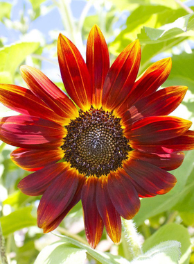 鸿运向日葵种子红色葵花籽春播矮生切花文森特泰迪熊观赏阳台盆栽