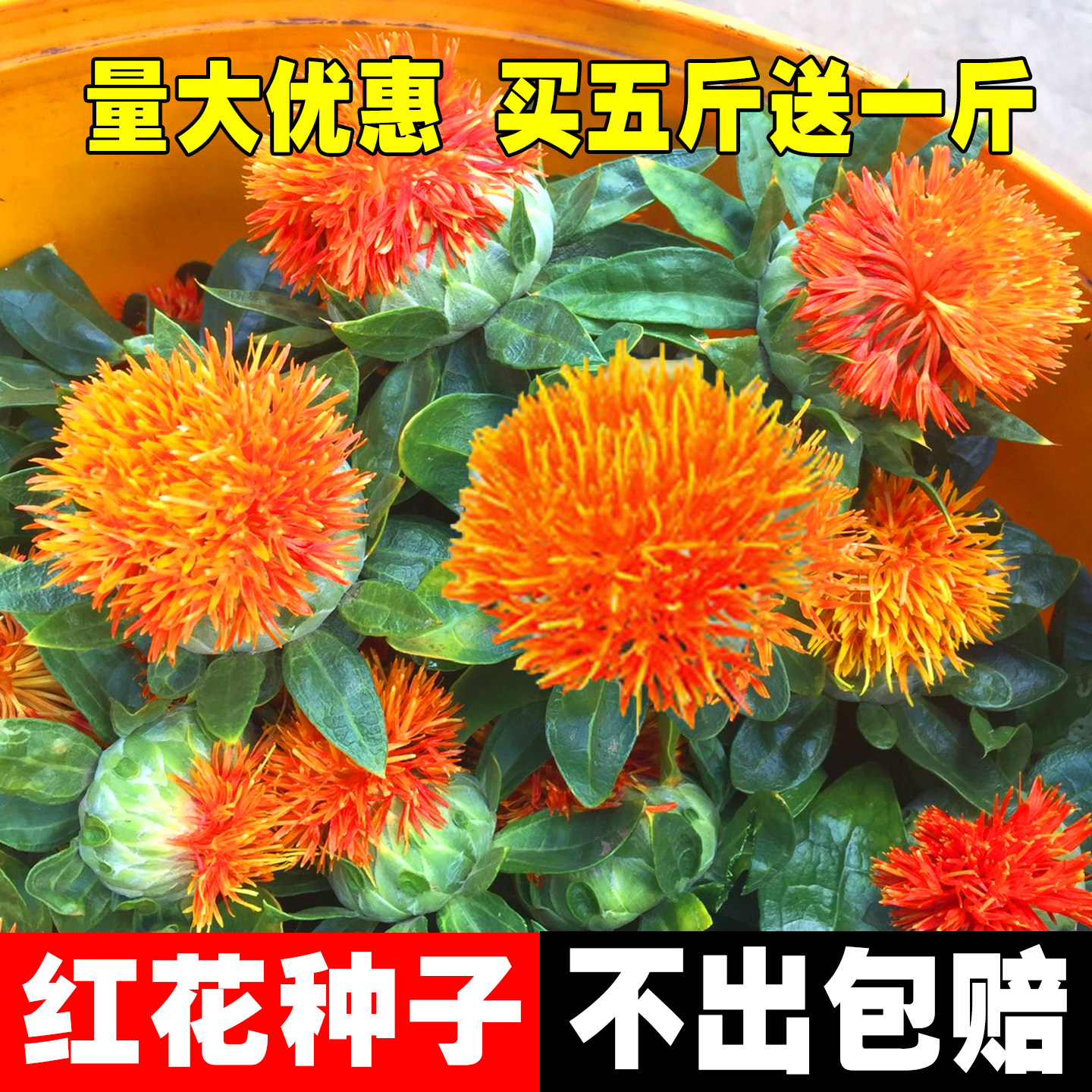 中草药材红花种子藏红花种子新疆产草红花籽正品纯新大田种植种子
