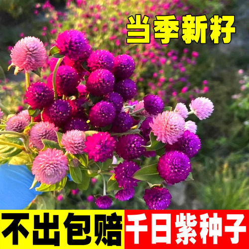 千日紫种子四季播种易活花籽阳台