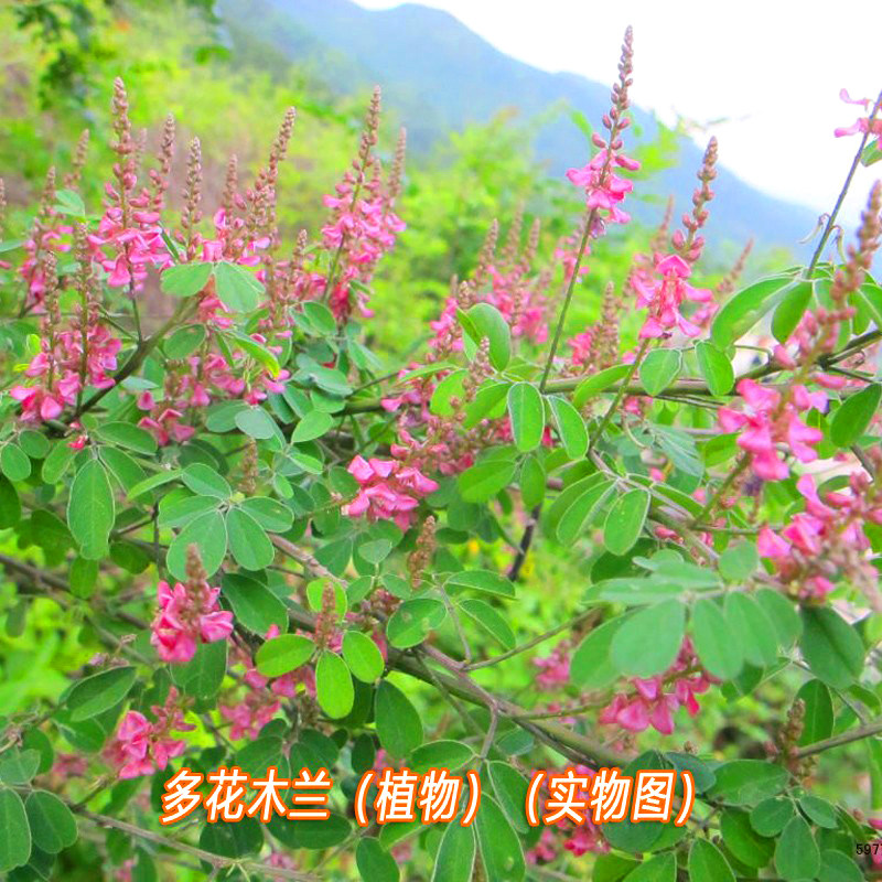 多花木兰种子种籽多花木蓝优良饲用灌木蜜源植物是优良的豆科牧草