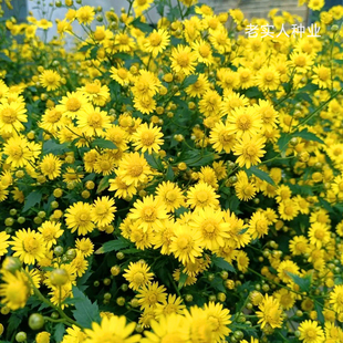 野菊花种子四季香草蜜源野生菊花种孑黄菊食用泡茶中药材药食包邮
