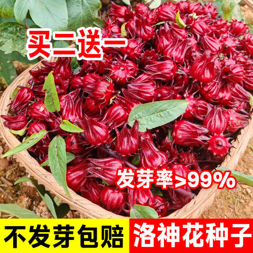 洛神花种子红桃K孑泡茶盆栽观赏