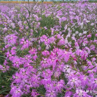 瞿麦种子野麦石柱花中药材种籽易活四季播种开花庭院阳台盆栽花卉