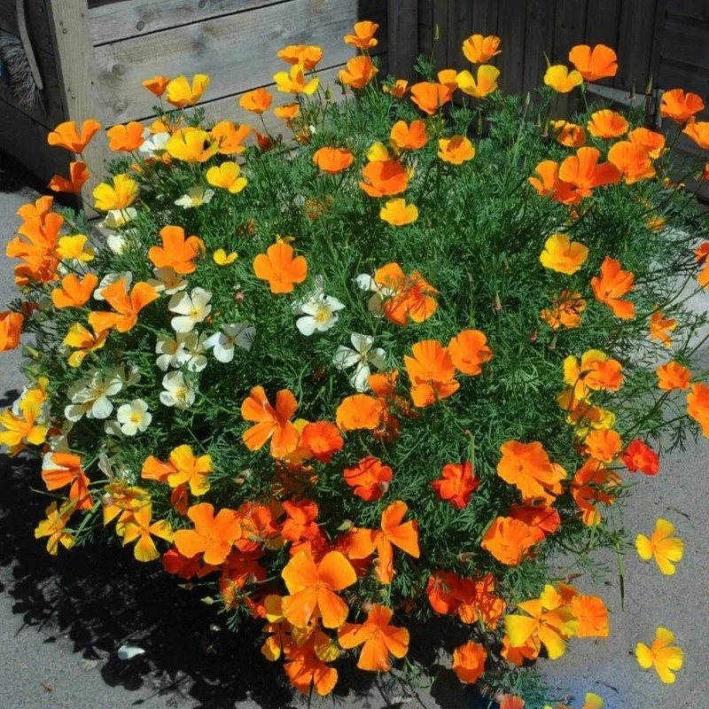 花菱草种子春秋播种宿根耐寒耐阴洋丽春花籽爆花阳台盆栽花海种孑