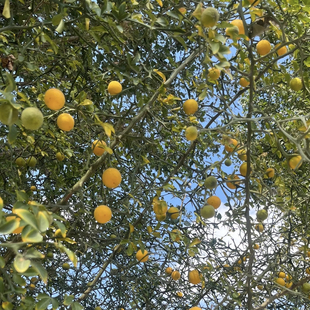 枸橘种子新货枳壳刺树籽围墙荆棘带四季庭院阳台耐寒多年生花种子