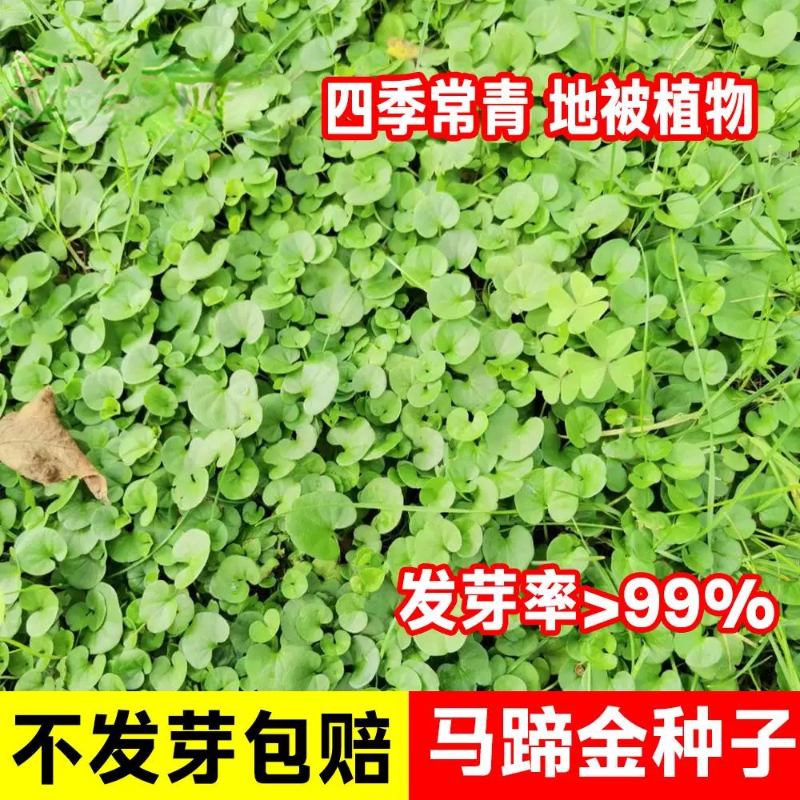 马蹄金草籽四季常青金钱草种子盆栽易活矮生绿化地被铺地草皮种孑